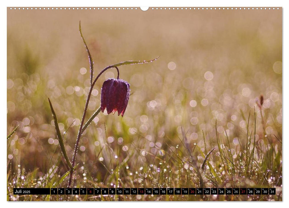 Die Schachbrettblume (CALVENDO Premium Wandkalender 2025)