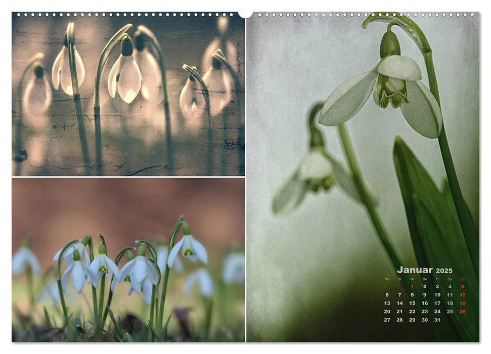 Blumenreise 2025 (CALVENDO Premium Wandkalender 2025)