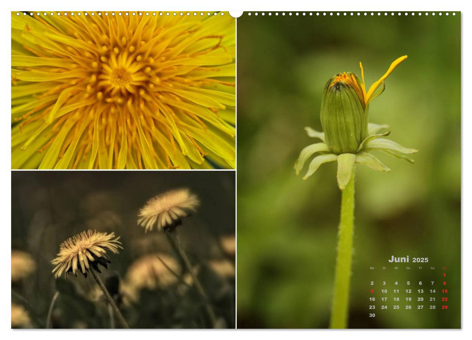 Blumenreise 2025 (CALVENDO Premium Wandkalender 2025)