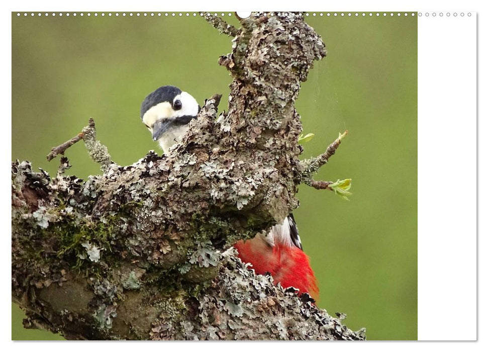 Der frühe Vogel ... erinnert Dich (CALVENDO Premium Wandkalender 2025)