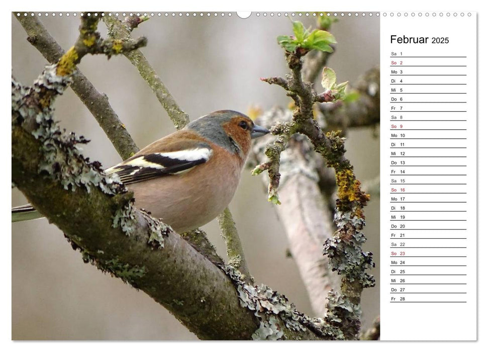 Der frühe Vogel ... erinnert Dich (CALVENDO Premium Wandkalender 2025)