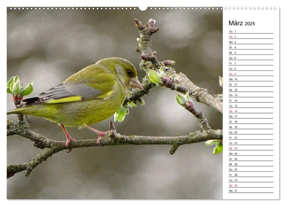 Der frühe Vogel ... erinnert Dich (CALVENDO Premium Wandkalender 2025)