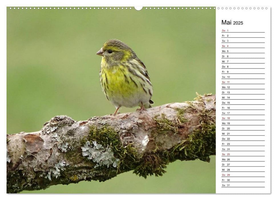 Der frühe Vogel ... erinnert Dich (CALVENDO Premium Wandkalender 2025)