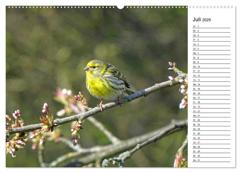 Der frühe Vogel ... erinnert Dich (CALVENDO Premium Wandkalender 2025)