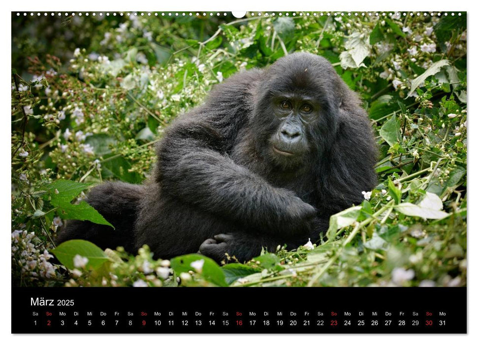 Ugandas wilde Menschenaffen (CALVENDO Wandkalender 2025)