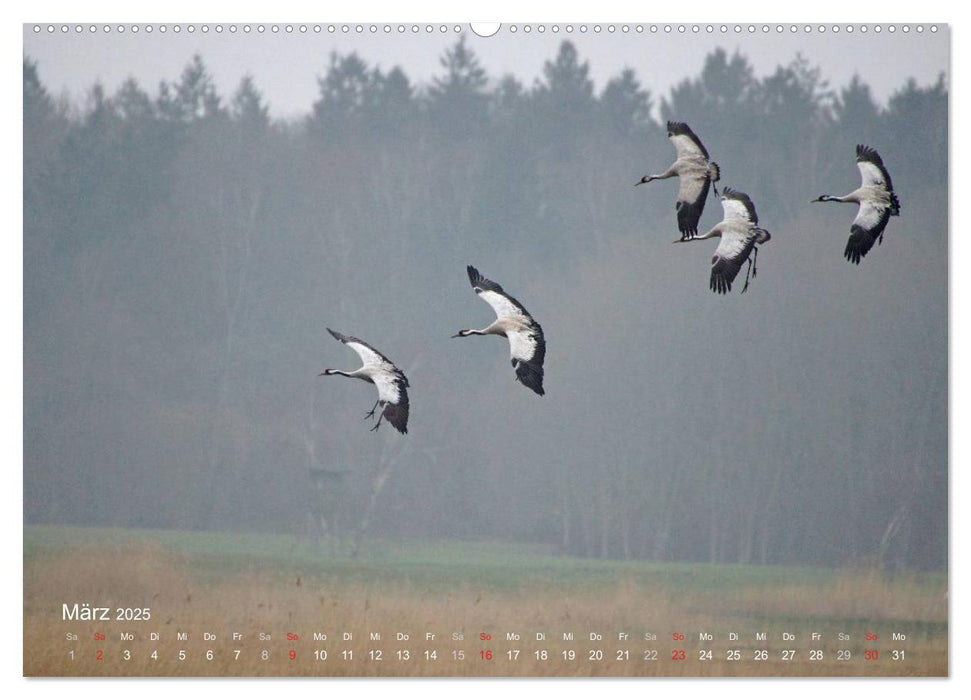 Anblicke und Ausblicke auf Fischland Darß (CALVENDO Premium Wandkalender 2025)