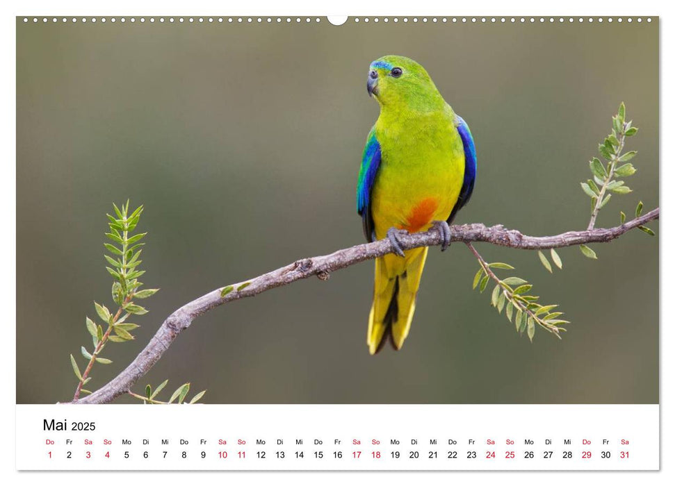 Australische Papageien (CALVENDO Premium Wandkalender 2025)