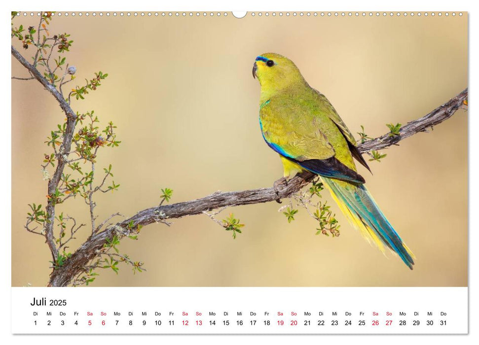 Australische Papageien (CALVENDO Premium Wandkalender 2025)