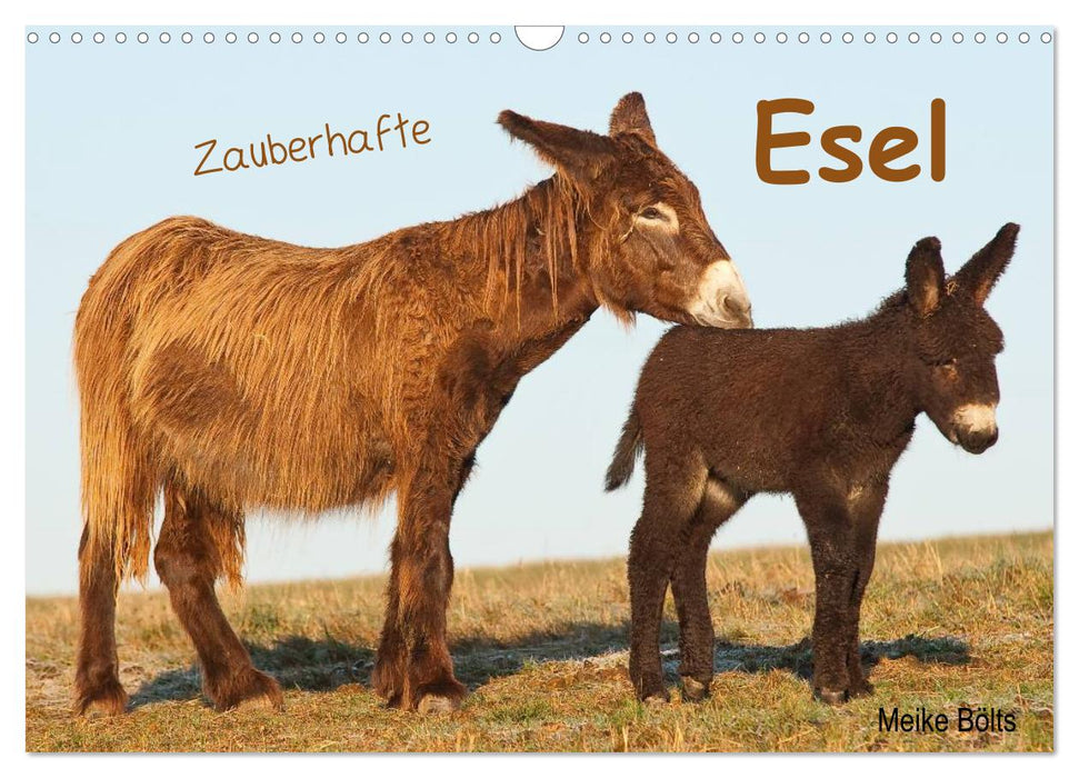 Zauberhafte Esel (CALVENDO Wandkalender 2025)