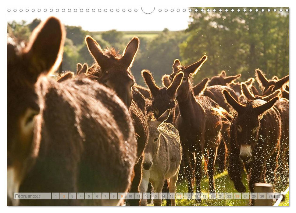 Zauberhafte Esel (CALVENDO Wandkalender 2025)