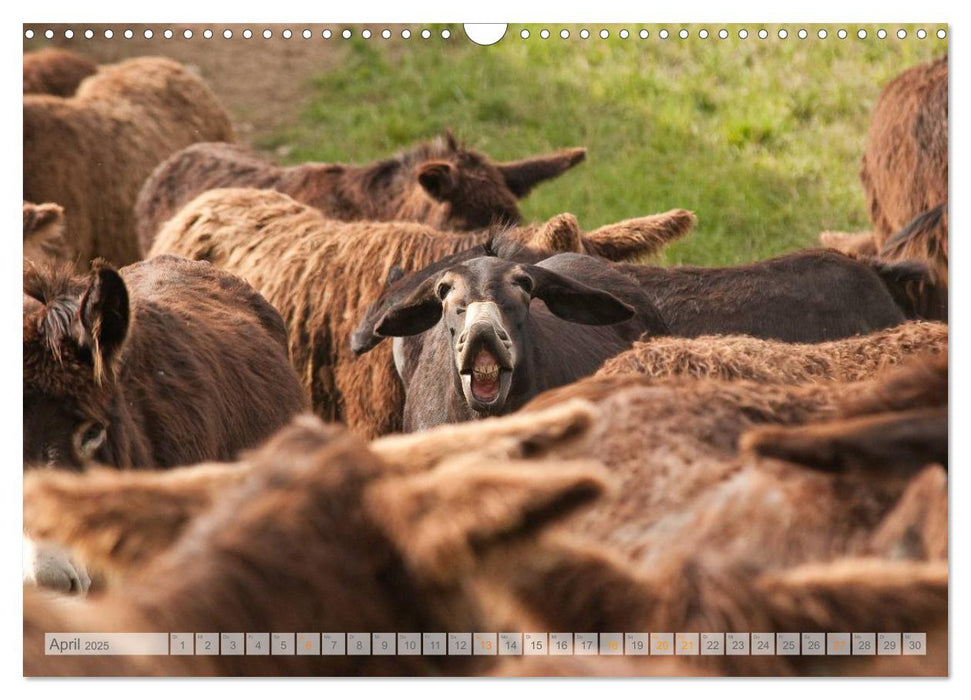 Zauberhafte Esel (CALVENDO Wandkalender 2025)