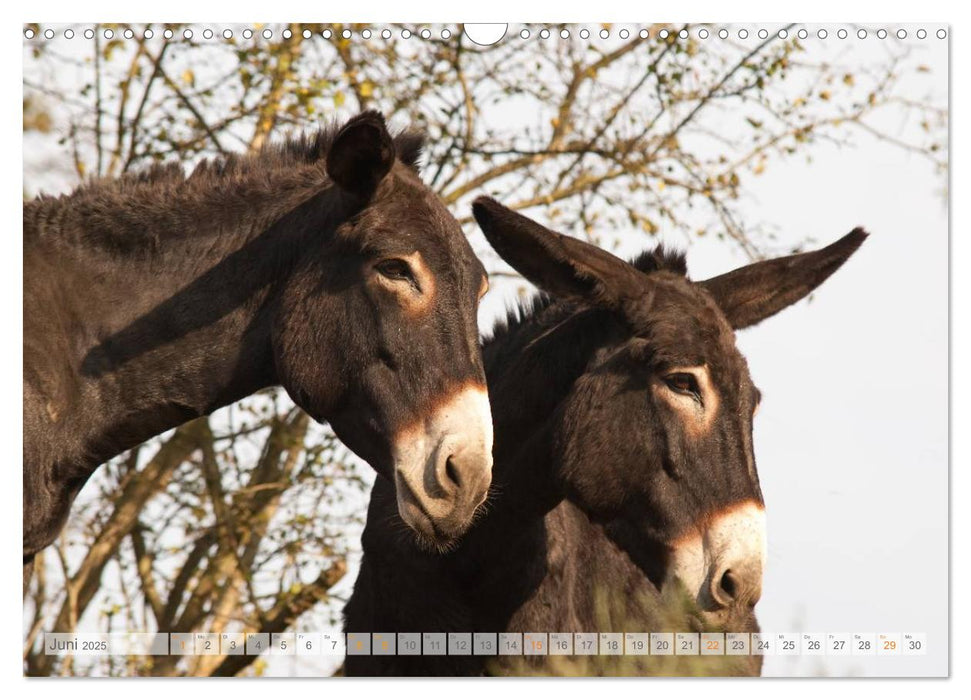 Zauberhafte Esel (CALVENDO Wandkalender 2025)