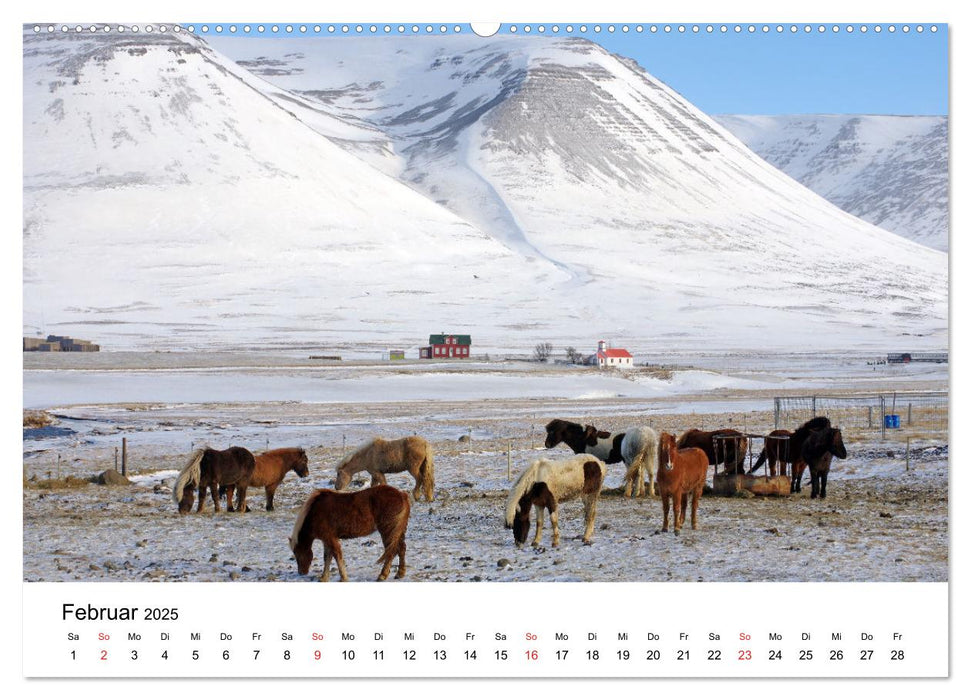 Die Pferde Islands - Ein Streifzug durch Island (CALVENDO Premium Wandkalender 2025)