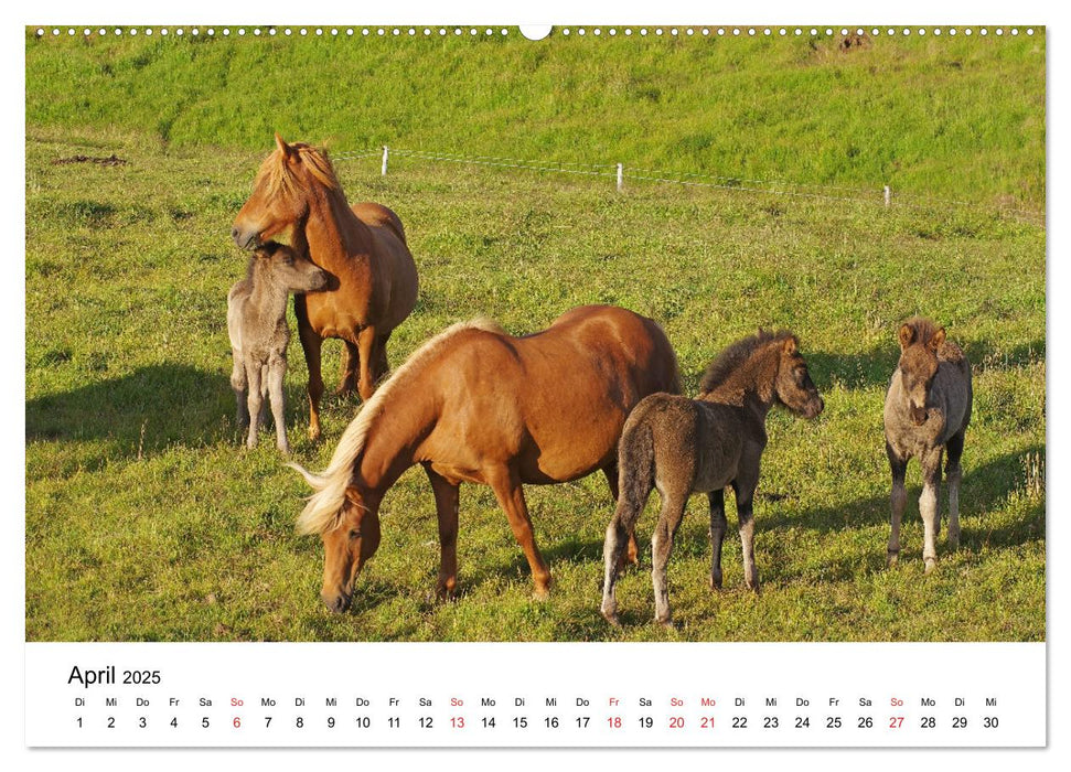 Die Pferde Islands - Ein Streifzug durch Island (CALVENDO Premium Wandkalender 2025)