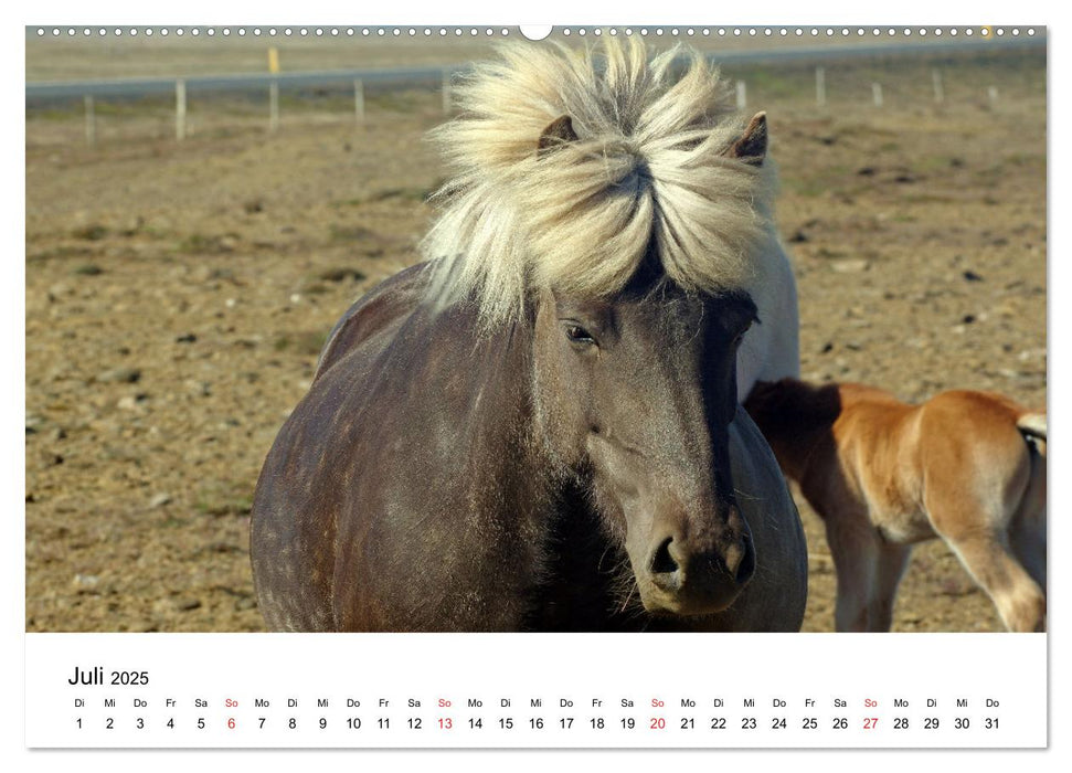 Die Pferde Islands - Ein Streifzug durch Island (CALVENDO Premium Wandkalender 2025)