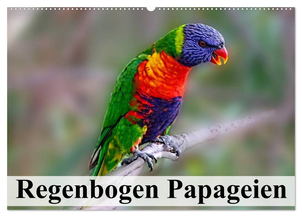 Regenbogen Papageien (CALVENDO Wandkalender 2025)