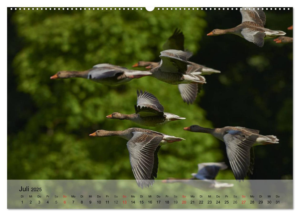 Gänse und Enten. Schnattern, watscheln, quaken! (CALVENDO Premium Wandkalender 2025)