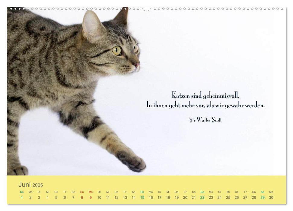 Katzenzitate 2025 (CALVENDO Premium Wandkalender 2025)