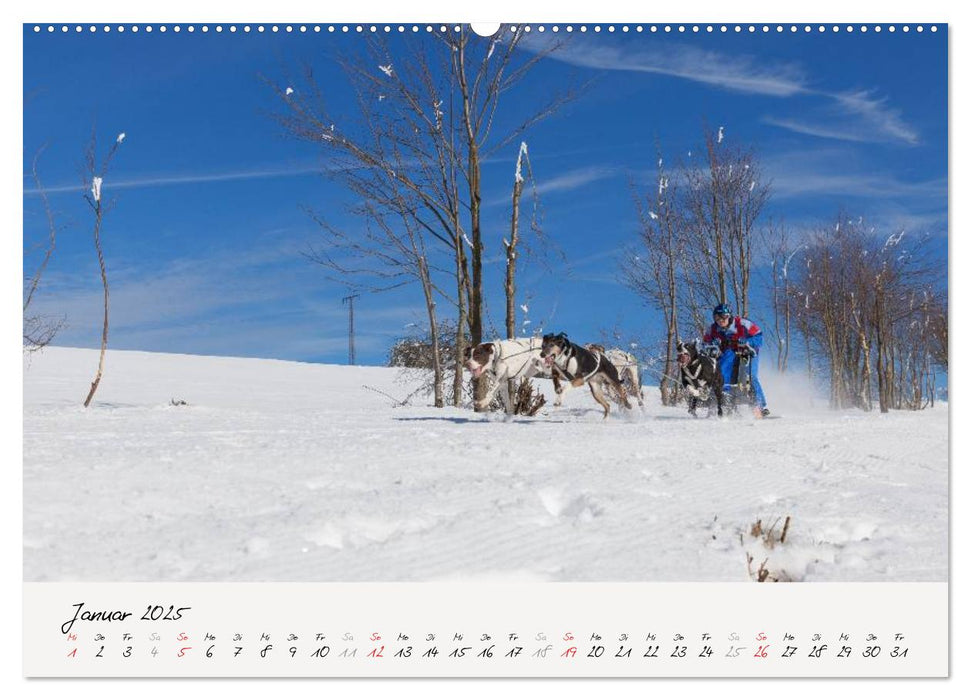 Schlittenhundesport (CALVENDO Premium Wandkalender 2025)