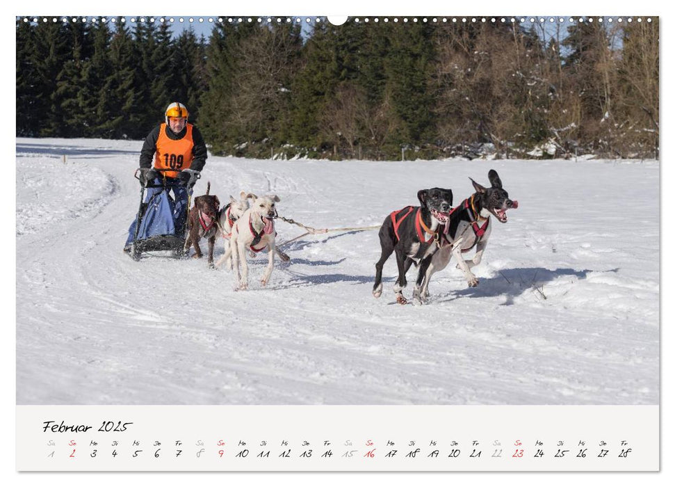 Schlittenhundesport (CALVENDO Premium Wandkalender 2025)