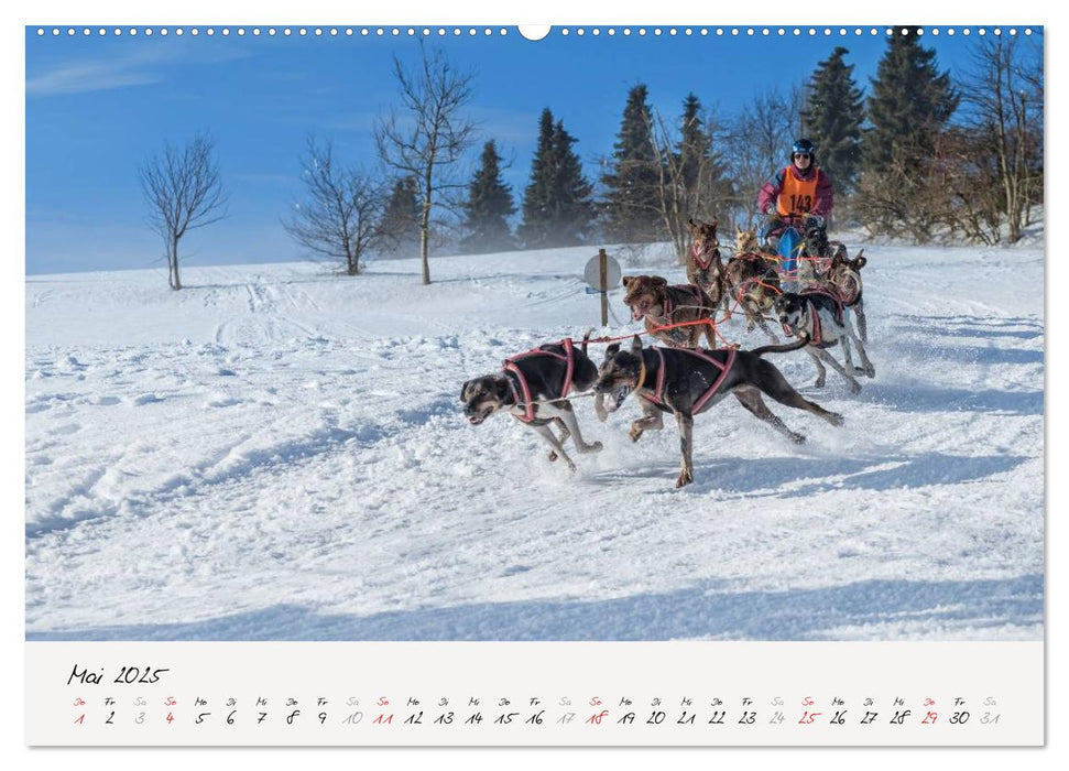 Schlittenhundesport (CALVENDO Premium Wandkalender 2025)