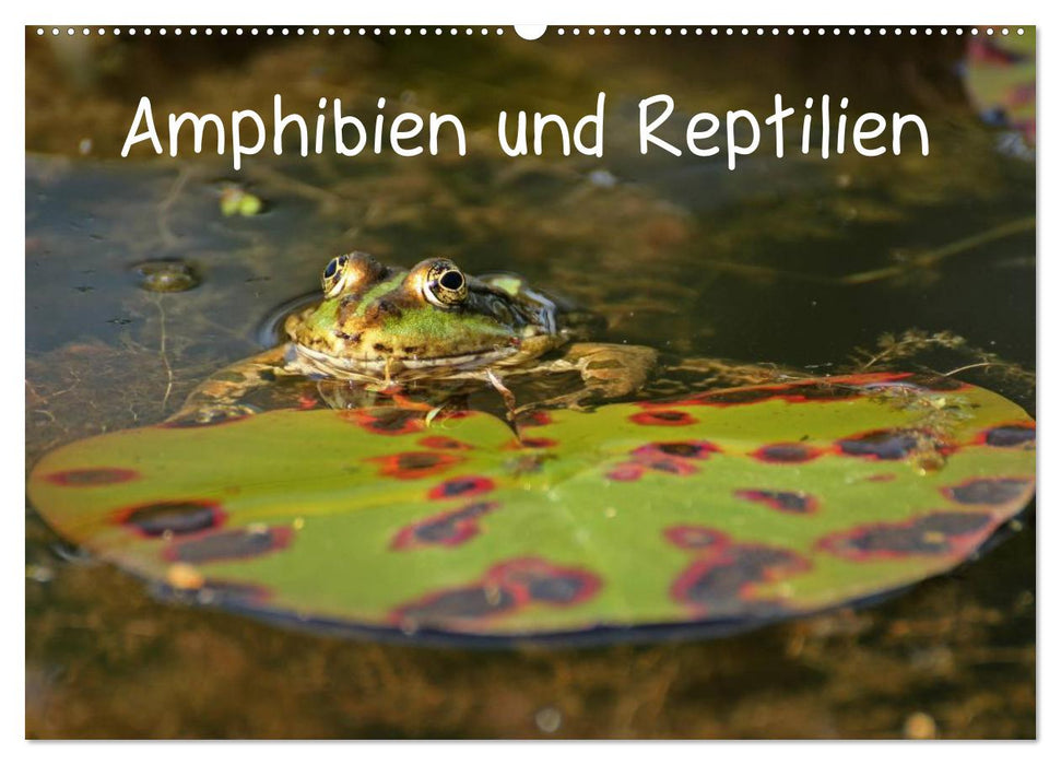 Amphibien und Reptilien (CALVENDO Wandkalender 2025)