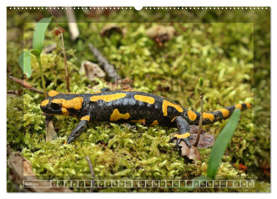 Amphibien und Reptilien (CALVENDO Wandkalender 2025)