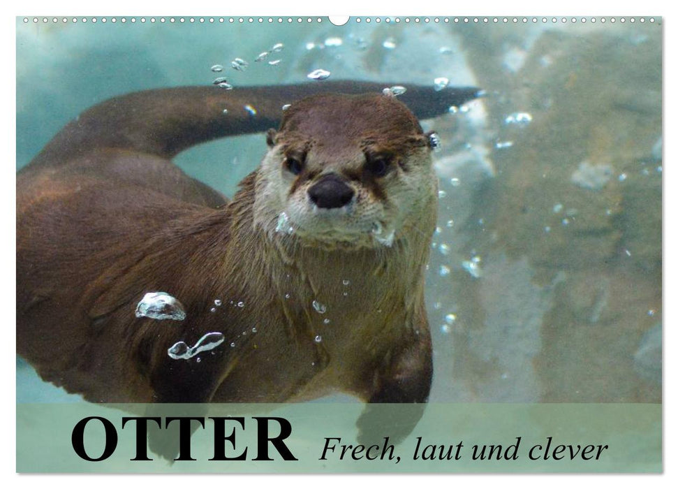 Otter. Frech, laut und clever (CALVENDO Wandkalender 2025)