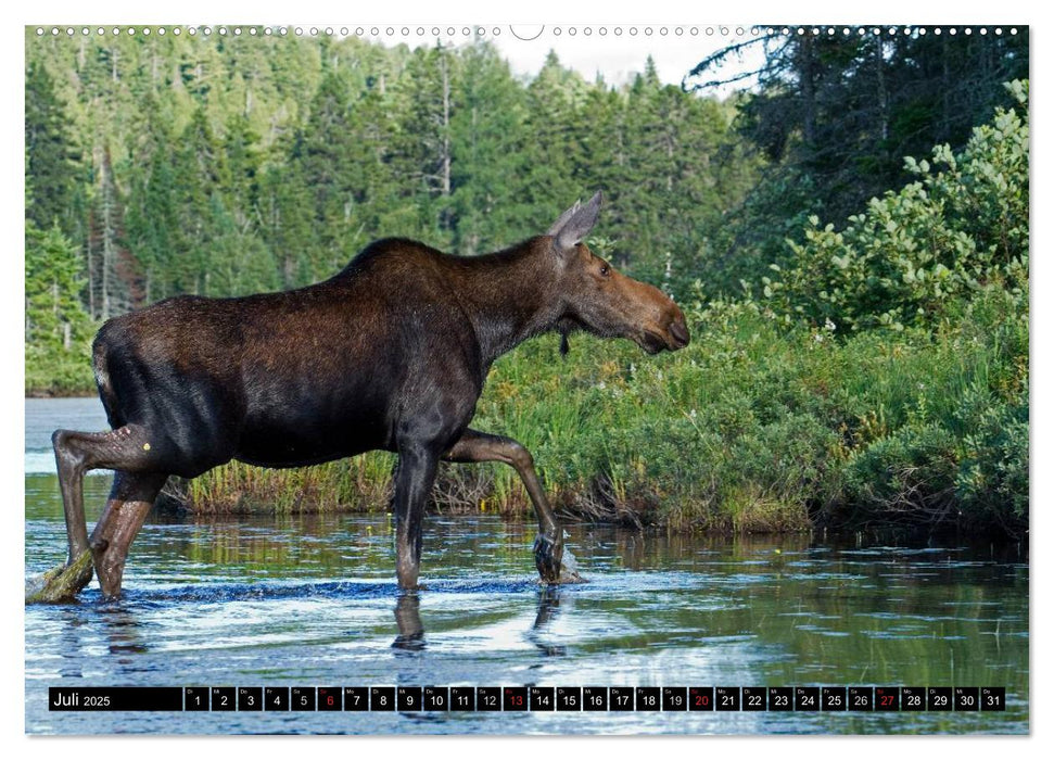 ELCHE In den nördlichen Wäldern (CALVENDO Premium Wandkalender 2025)