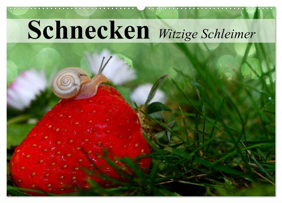 Schnecken. Witzige Schleimer (CALVENDO Wandkalender 2025)