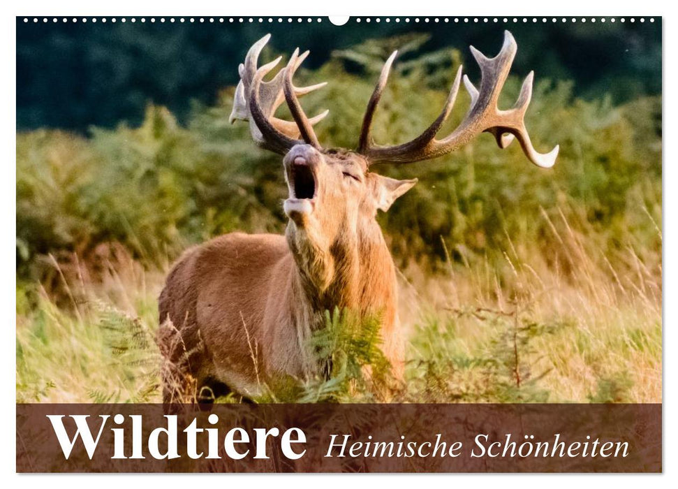 Wildtiere. Heimische Schönheiten (CALVENDO Wandkalender 2025)