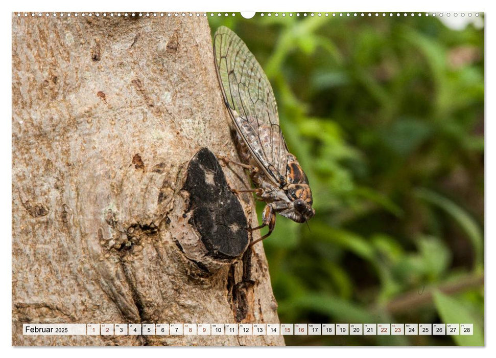 INSEKTEN GANZ NAHE (CALVENDO Premium Wandkalender 2025)