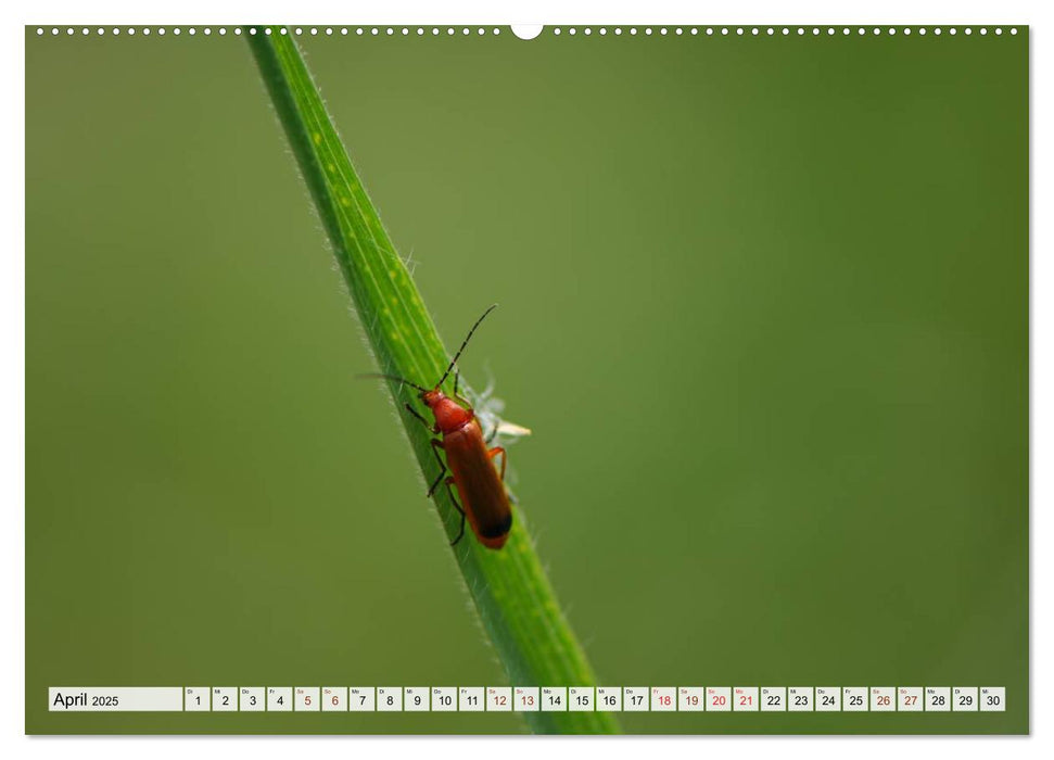 INSEKTEN GANZ NAHE (CALVENDO Premium Wandkalender 2025)