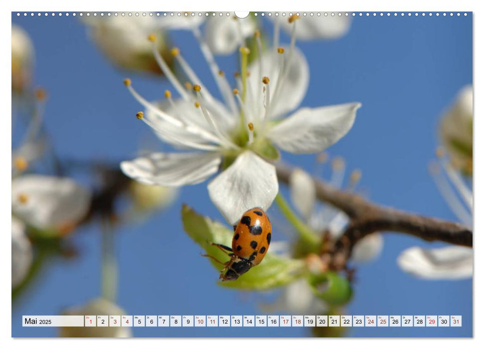 INSEKTEN GANZ NAHE (CALVENDO Premium Wandkalender 2025)