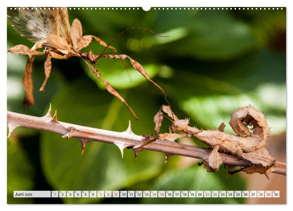 INSEKTEN GANZ NAHE (CALVENDO Premium Wandkalender 2025)