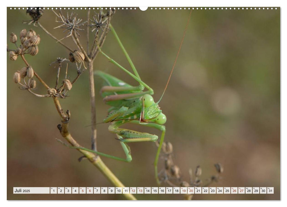 INSEKTEN GANZ NAHE (CALVENDO Premium Wandkalender 2025)