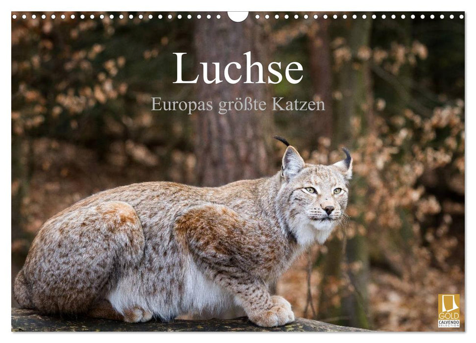 Luchse - Europas größte Katzen (CALVENDO Wandkalender 2025)