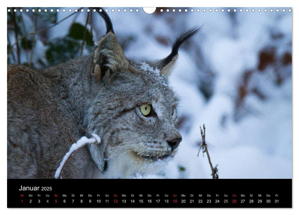 Luchse - Europas größte Katzen (CALVENDO Wandkalender 2025)