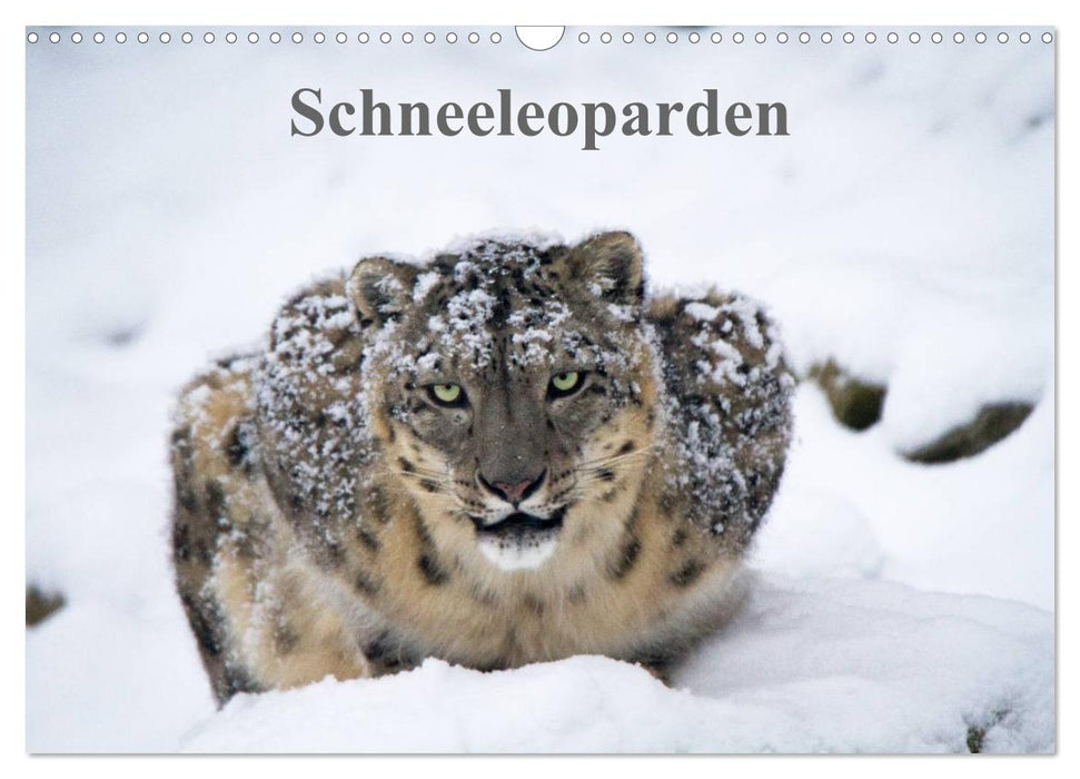 Schneeleoparden (CALVENDO Wandkalender 2025)