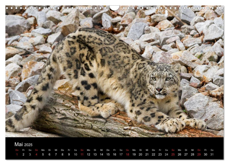 Schneeleoparden (CALVENDO Wandkalender 2025)