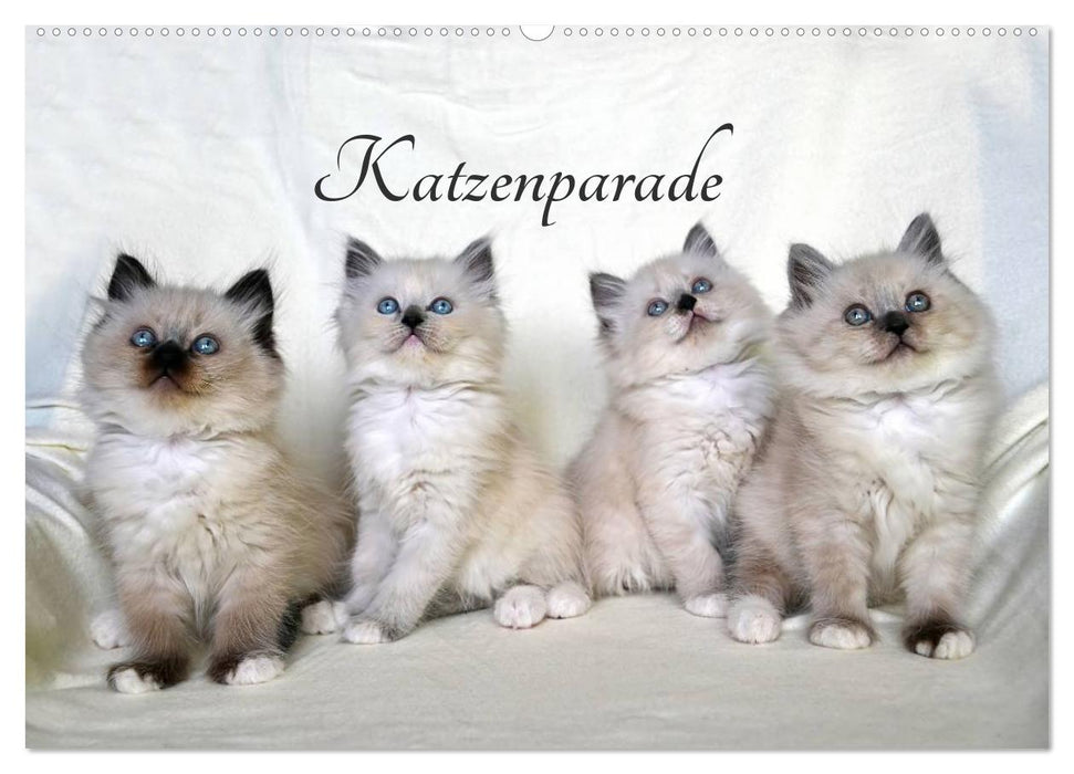 Katzenparade (CALVENDO Wandkalender 2025)