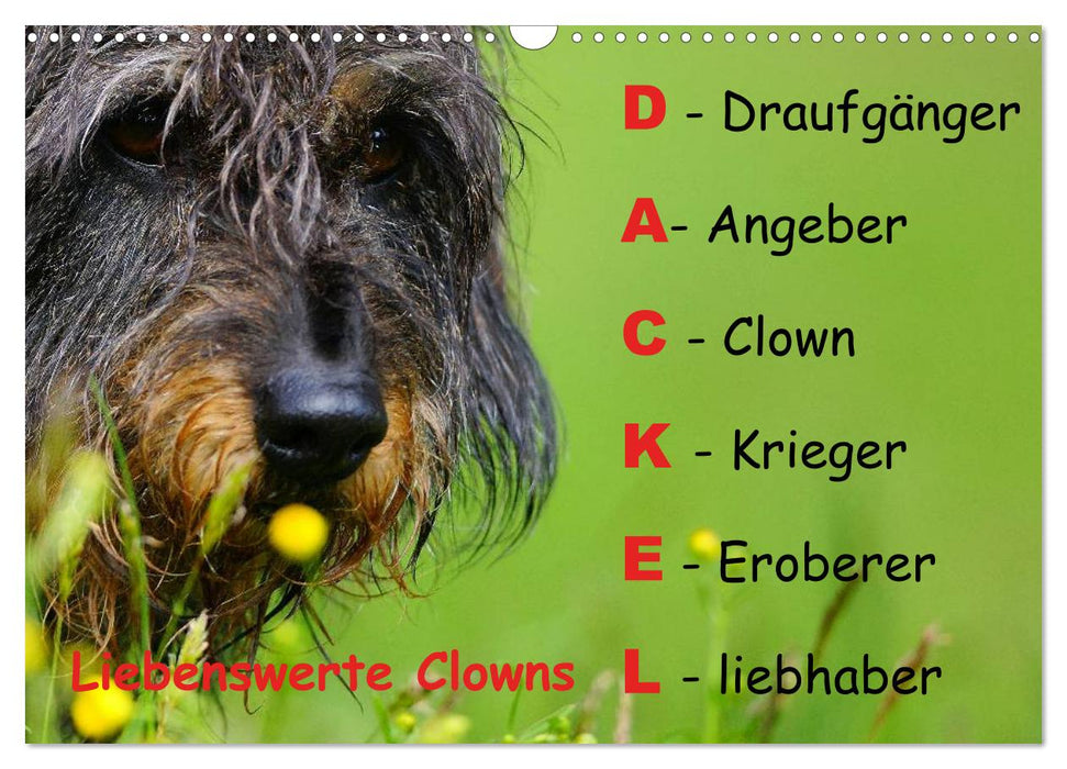 Liebenswerte Clowns (CALVENDO Wandkalender 2025)