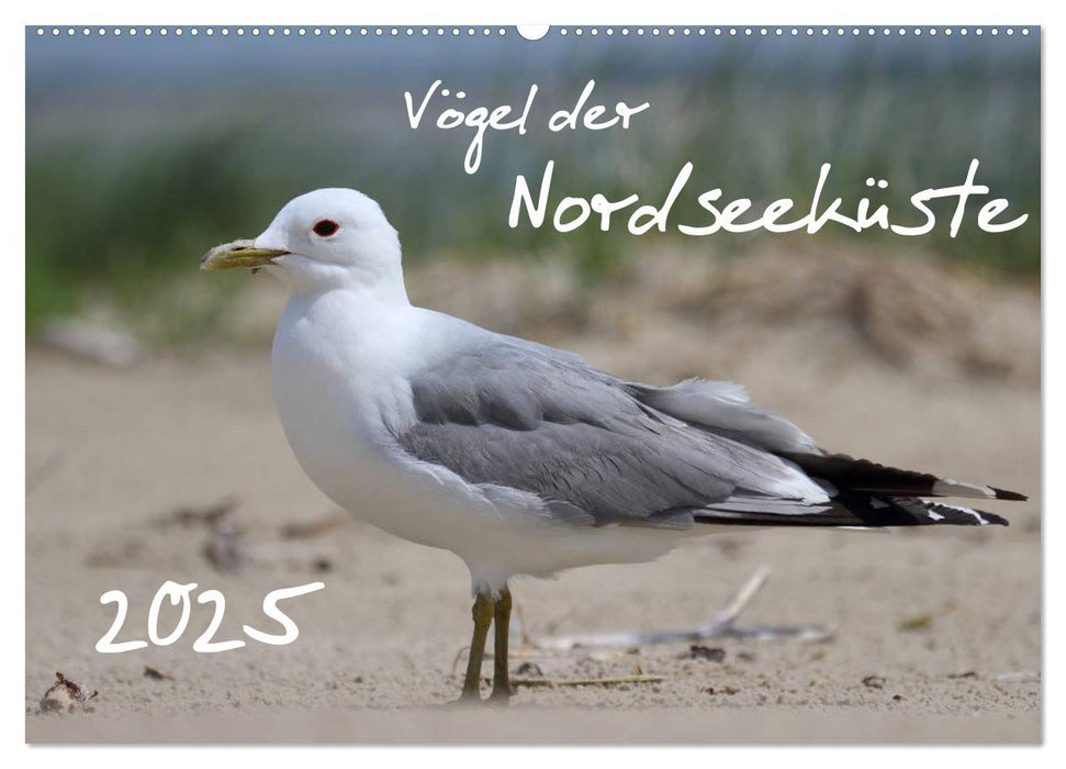 Vögel der Nordseeküste (CALVENDO Wandkalender 2025)