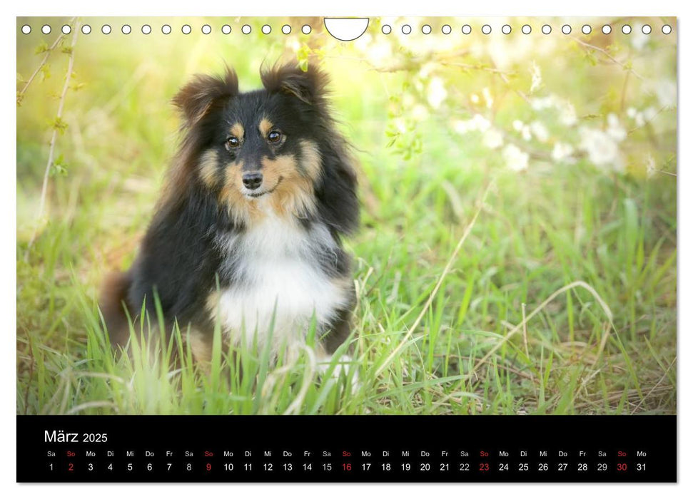 Wir lieben Shelties (CALVENDO Wandkalender 2025)