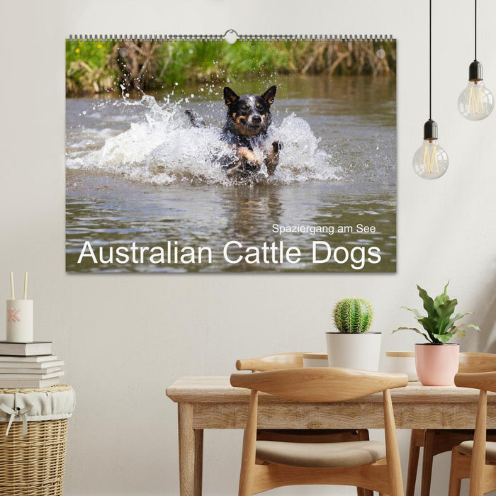 Spaziergang am See Australian Cattle Dogs (CALVENDO Wandkalender 2025)