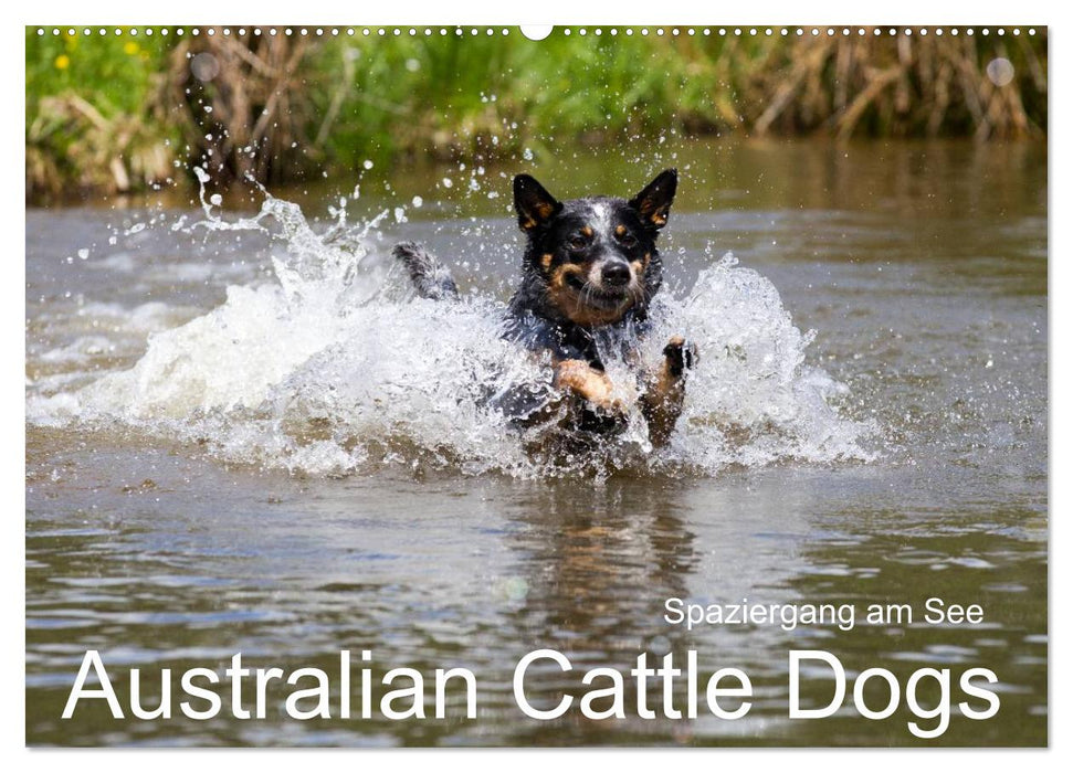 Spaziergang am See Australian Cattle Dogs (CALVENDO Wandkalender 2025)