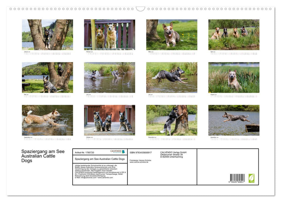 Spaziergang am See Australian Cattle Dogs (CALVENDO Wandkalender 2025)