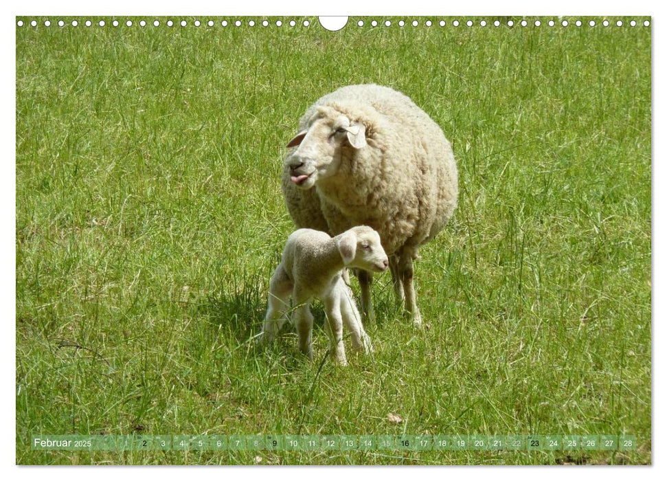 Schafe - soweit das Auge reicht (CALVENDO Wandkalender 2025)