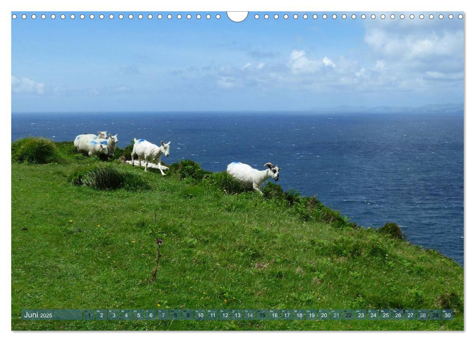 Schafe - soweit das Auge reicht (CALVENDO Wandkalender 2025)