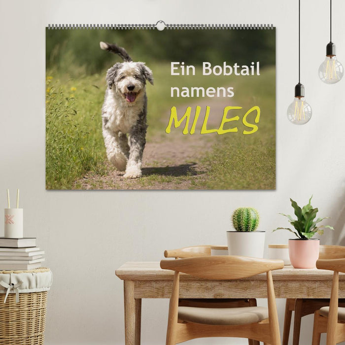 Ein Bobtail namens Miles (CALVENDO Wandkalender 2025)